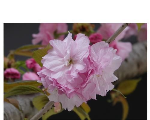 樱花的花语是什么？适合送给哪些人？
