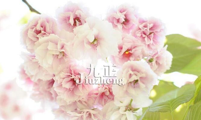 樱花的花语是什么寓意？樱花代表了哪些美好含义？