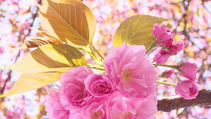 樱花的花语是什么寓意？樱花代表了哪些美好含义？