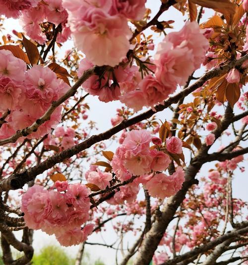 樱花花语是什么？樱花的象征意义有哪些？