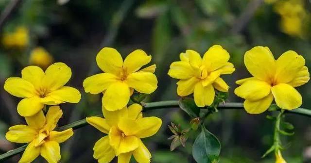 迎春花象征着什么？迎春花的寓意有哪些常见问题解答？