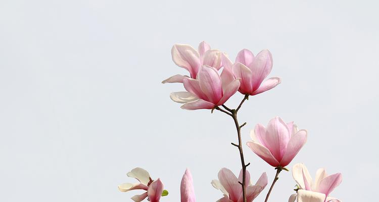玉兰的寓意和象征是什么？了解玉兰花语背后的文化意义？