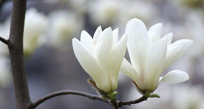 玉兰的寓意和象征是什么？了解玉兰花语背后的文化意义？