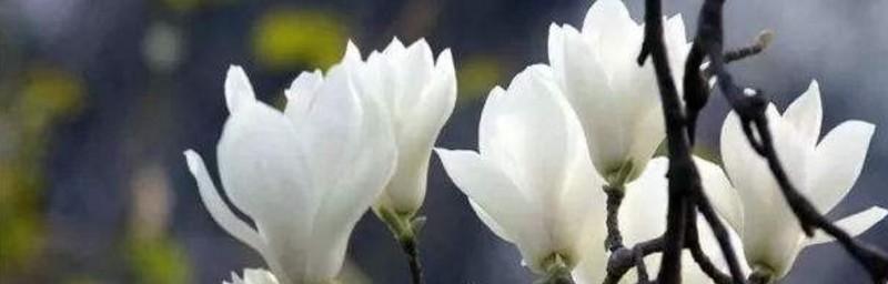 玉兰花的寓意和象征是什么？如何在家居装饰中运用？
