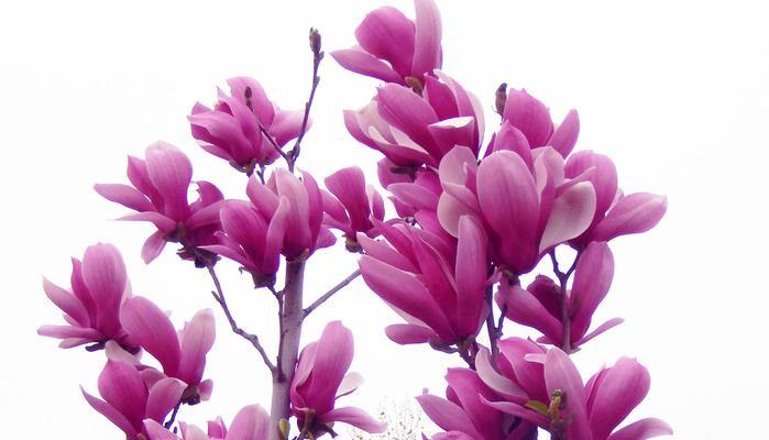 玉兰花象征着什么？玉兰花的寓意有哪些常见问题解答？
