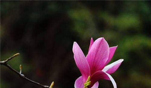 玉兰花花语是什么？了解玉兰花的象征意义和文化内涵？