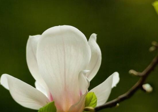 玉兰花象征着什么？如何用玉兰花表达情感？