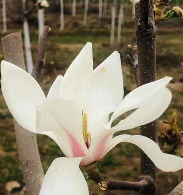 玉兰花象征着什么？如何用玉兰花表达情感？