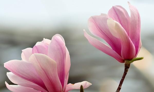 玉兰花语是什么意思？玉兰的寓意有哪些常见问题解答？