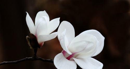 玉兰花的寓意象征是什么？玉兰花代表什么意思？