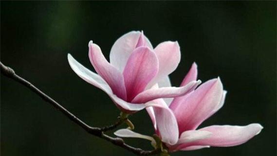 玉兰花的寓意象征是什么？玉兰花代表什么意思？