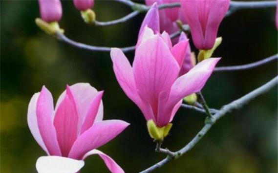 玉兰花的寓意象征是什么？玉兰花代表什么意思？