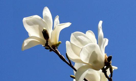 玉兰花的寓意和象征意义是什么？了解玉兰的深层含义！