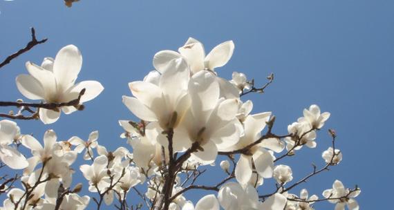 玉兰花的寓意和象征意义是什么？了解玉兰的深层含义！