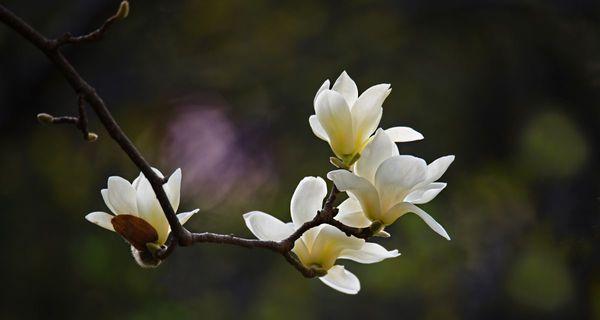玉兰花的寓意是什么？如何正确理解玉兰花的象征意义？