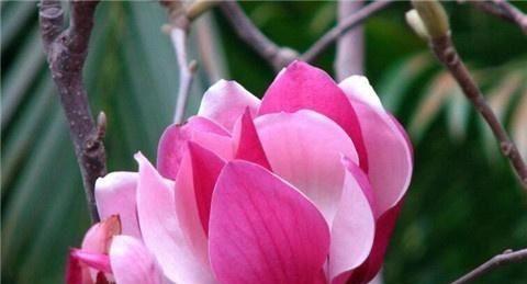 玉兰花的寓意是什么？如何正确理解玉兰花的象征意义？