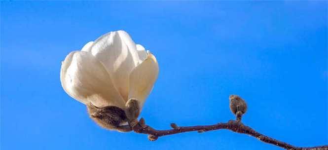 玉兰花的寓意是什么？玉兰花象征着什么含义？