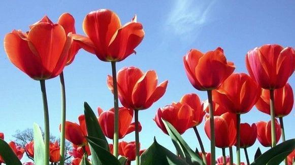 郁金香的花语是什么？如何正确解读郁金香的含义？