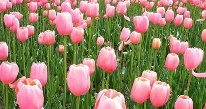 郁金香花语暗示什么？如何解读郁金香的花语含义？