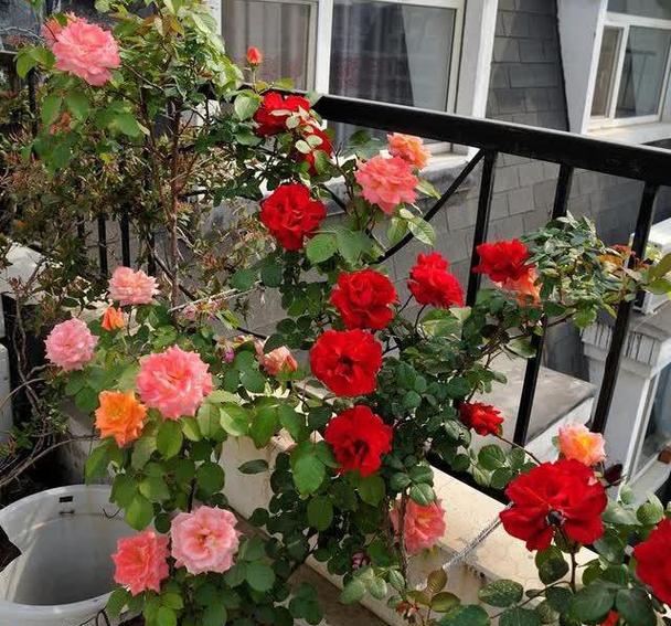 哪些花草不怕晒？
