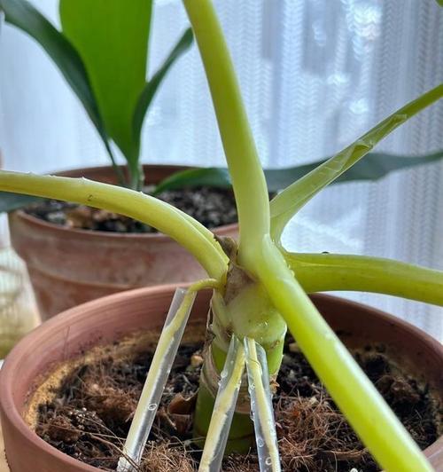 用吸管剪制花盆里的土有何技巧？原因是什么？