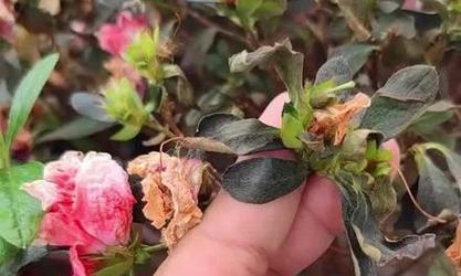 三角梅嫩芽喷抗病杀虫剂安全吗？防虫效果如何？