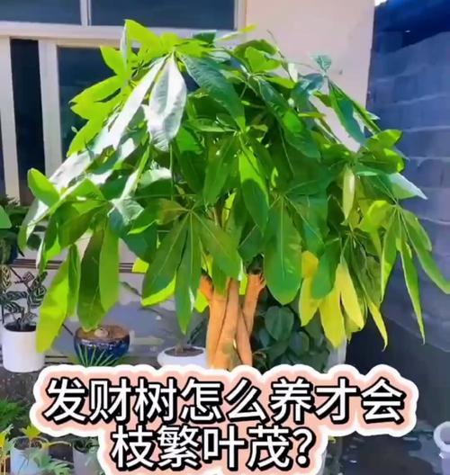 搬新家用的发财树怎么处理？如何确保其健康成长？