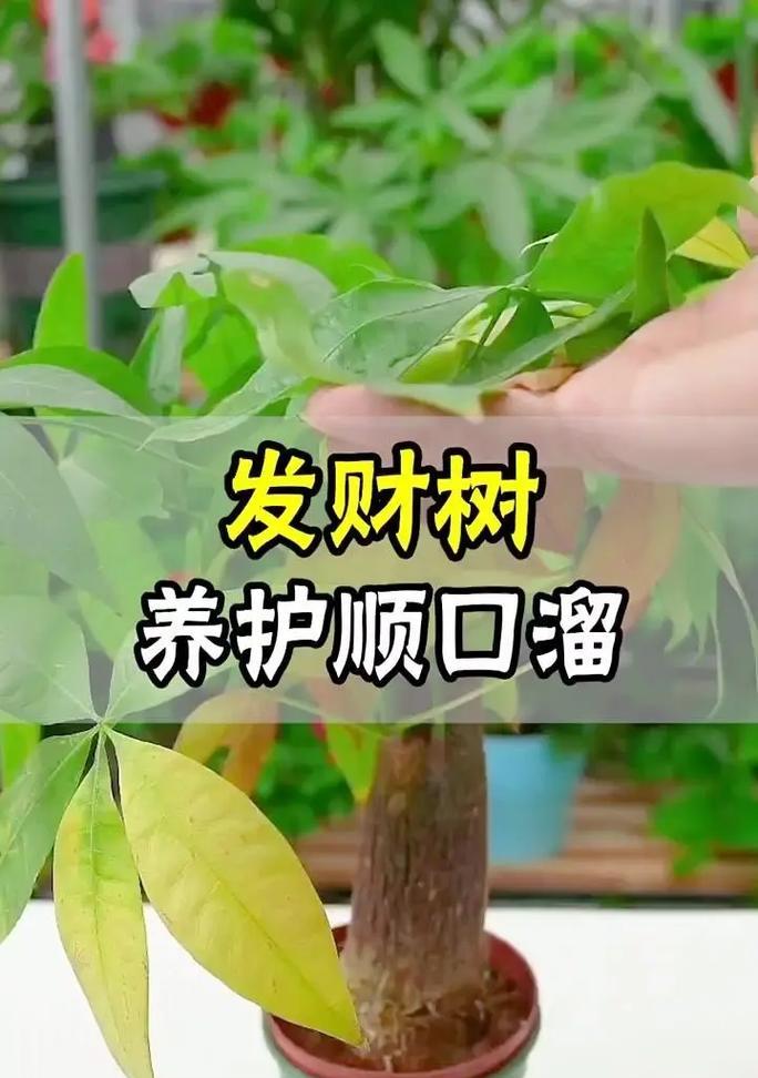 搬新家用的发财树怎么处理？如何确保其健康成长？