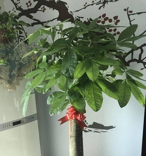 搬新家用的发财树怎么处理？如何确保其健康成长？