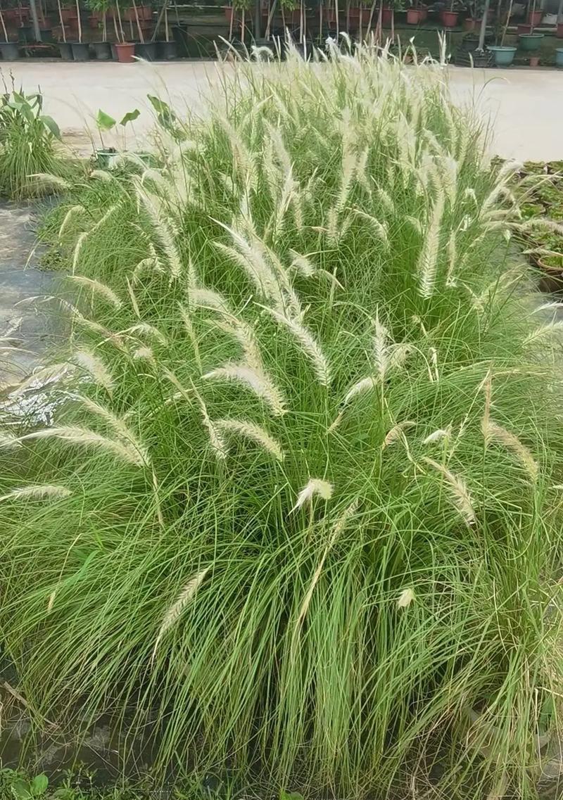 什么水生植物耐晒耐寒好养最好？如何挑选易养的水生植物？