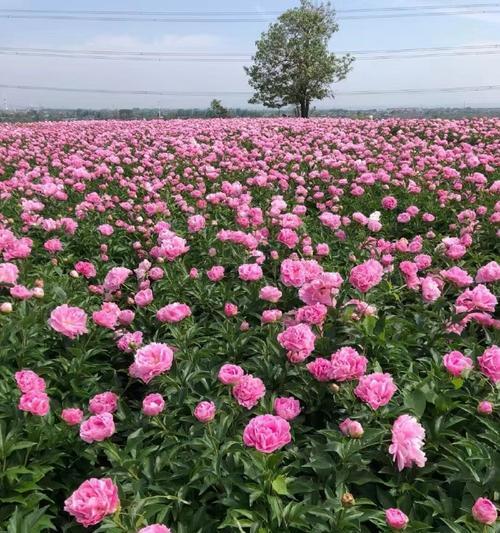 湖南地区种植芍药的最佳品种是什么？