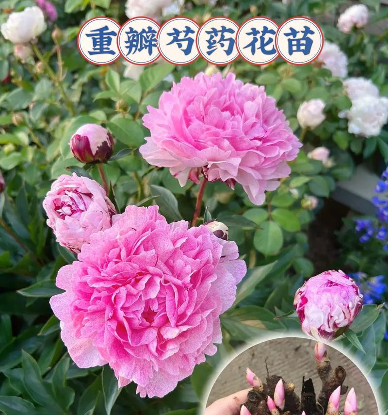 湖南地区种植芍药的最佳品种是什么？