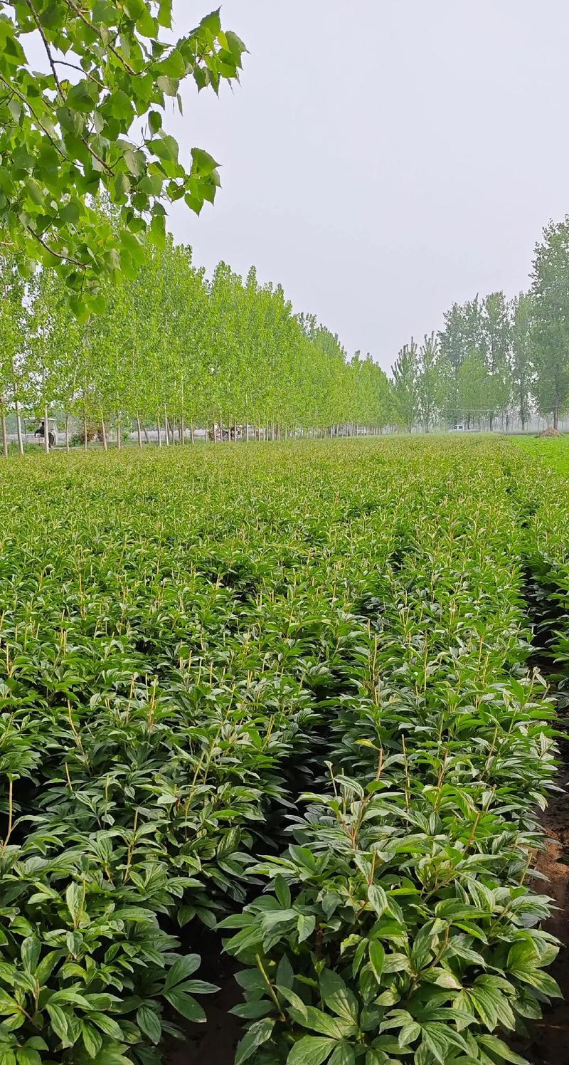 湖南地区种植芍药的最佳品种是什么？
