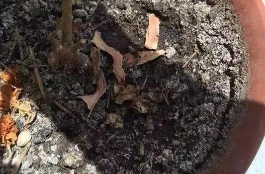 花盆土表面出现白膜的原因是什么？