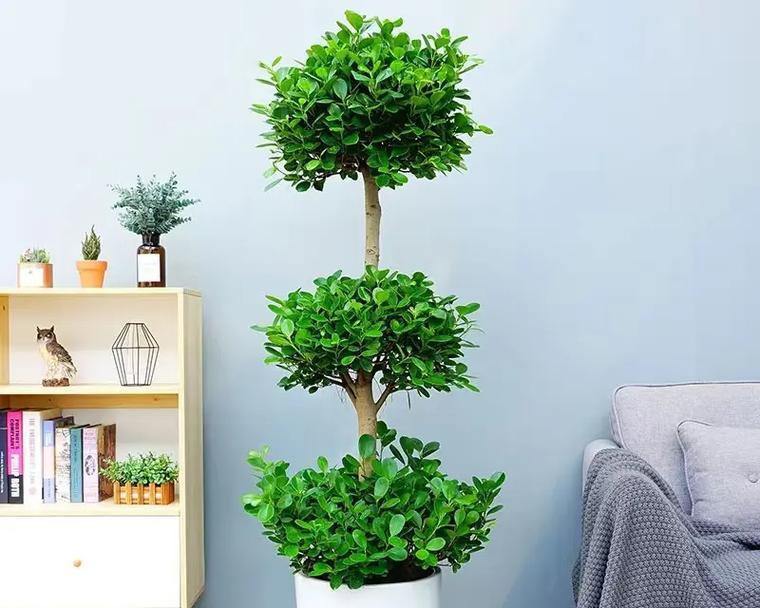 摇钱树种植在什么花盆中最为适宜？