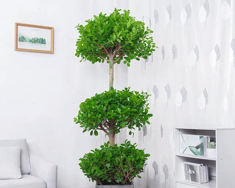 摇钱树种植在什么花盆中最为适宜？