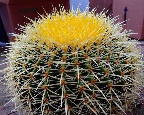 仙人掌真的能缓解脸部过敏吗？正确的使用方法是什么？