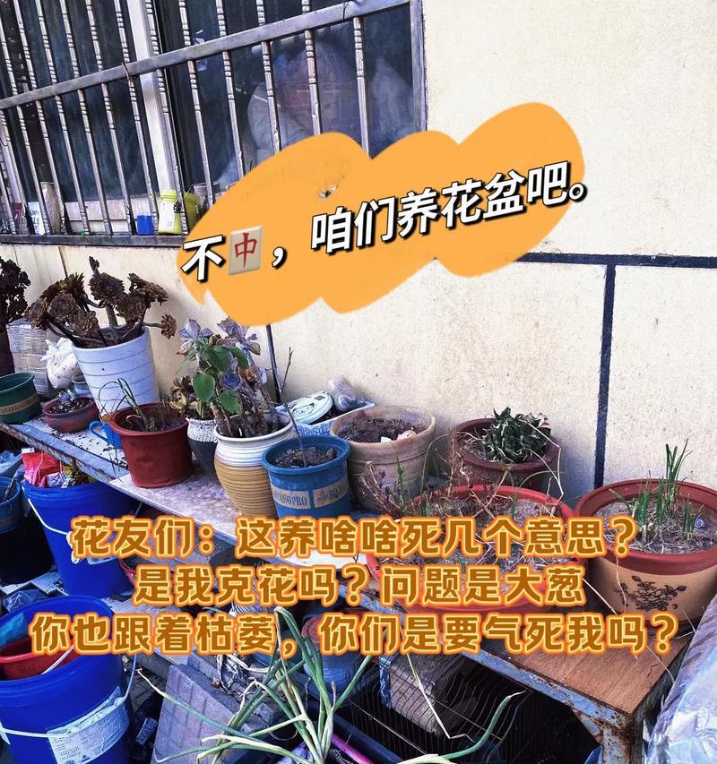 家里为什么需要鲜花盆？