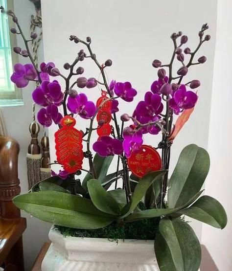 家里为什么需要鲜花盆？