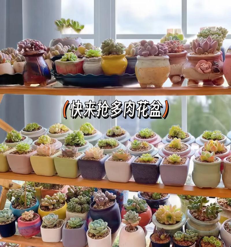 如何选择高70公分的多肉花盆？