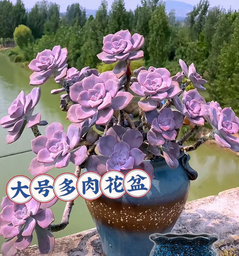 如何选择高70公分的多肉花盆？