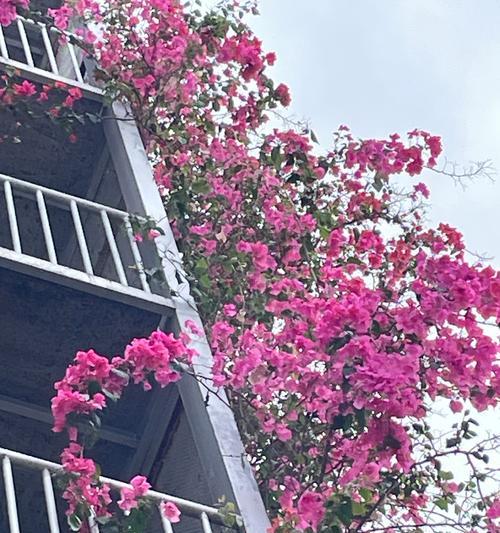 柳州三角梅花墙网红景点有哪些？如何规划一次完美的旅行？
