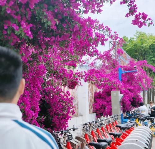 柳州三角梅花墙网红景点有哪些？如何规划一次完美的旅行？
