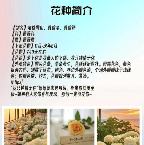 7朵香槟玫瑰代表什么？花语和寓意有哪些？