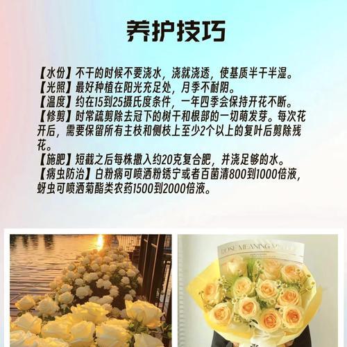 7朵香槟玫瑰代表什么？花语和寓意有哪些？