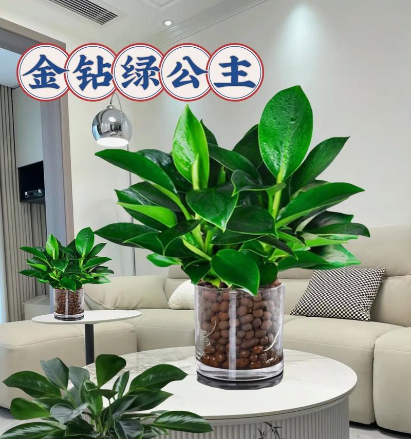 新叶发红老叶绿色的家养花能存活吗？需要哪些条件？