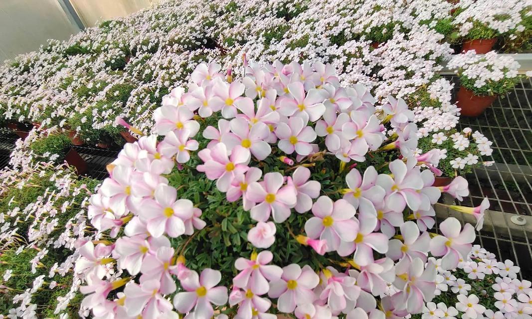 花盆内白色粉末的小妙招是什么？