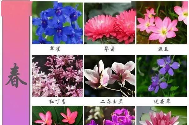 花草品质如何辨别？哪些特征代表高品质？