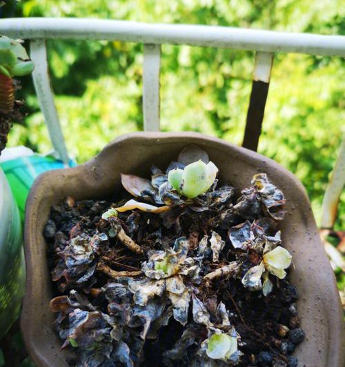 花盆土中发现金粉该如何处理？最有效的方法是什么？