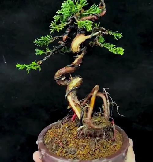 柏树盆景在庭院里能养吗？庭院养植柏树盆景的注意事项？
